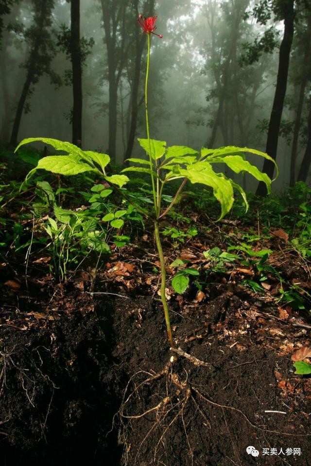 國富人參最新消息