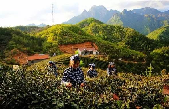 樅陽陳瑤湖鎮最新動態