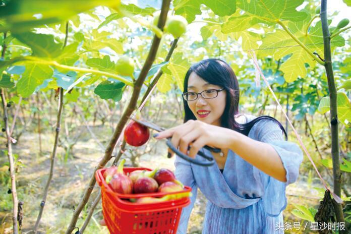 長沙縣春華鎮最新規劃